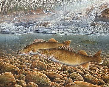 Early Season Walleye - Walleye Fish by Curtis Atwater